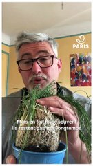 Download Video: Paris chez vous : Jean-Pierre, jardinier à la Ville de Paris, explique comment créer un mini-potager