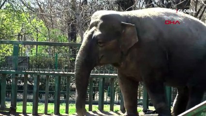 Hayvanat bahçesi müdüründen hayvanlara konser