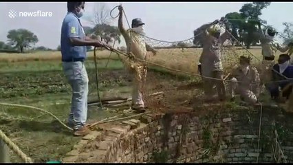 TWO wild boars rescued from 30-feet well using giant NET in central India