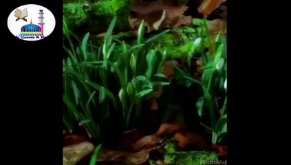 আল্লাহ তুমি দয়ার সাগর, তুমি শ্রেষ্ঠ জানি! তোমার নামের গুনে আগুন হয়ে যায় পানি! অসাধারণ একটি গজল