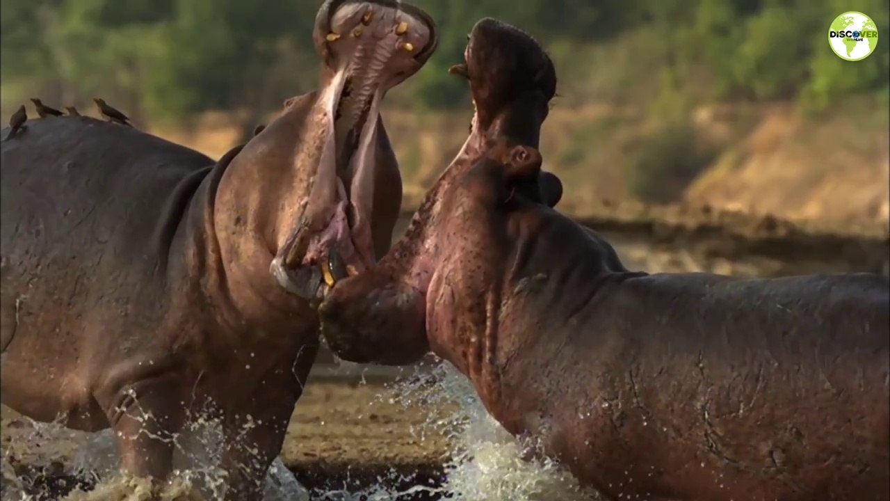 Discover Wildlife | Animals and Nature | Official Trailer | Videos |Cats | Funny video | Discovery | Wildlife | Latest funny video | animals funny videos | Wildlife photography | animals | Trending | Viral animals | latest Songs | Lion | elephant