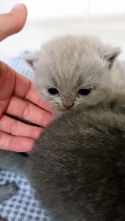 Rhum-Coco, chaton british shorthair lilas 3 semaines