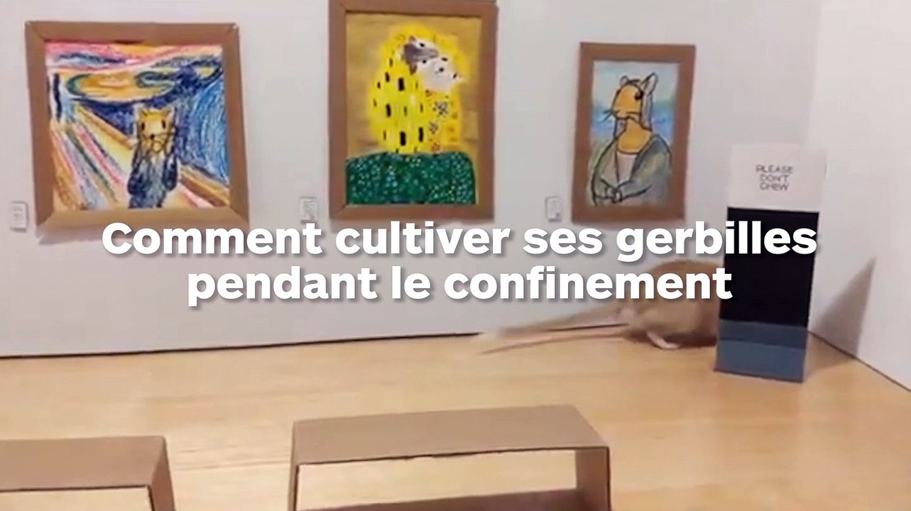 Ils fabriquent un musée miniature pour leurs gerbilles