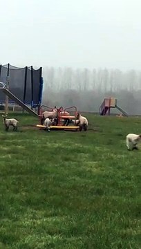 Ces moutons ont remplacé les enfants sur le tourniquet au parc !