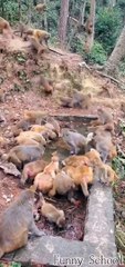Monkey eating contest, big scenes