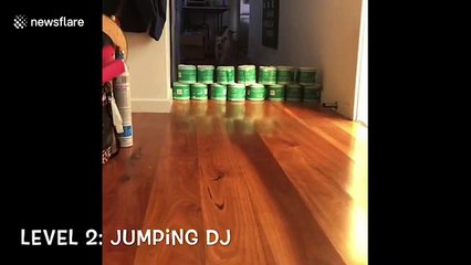 Aussie dog takes on the jumping toilet paper challenge during isolation