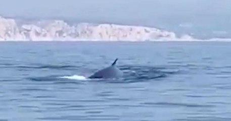 Confinement : deux rorquals ont été aperçus au large des Calanques de Marseille