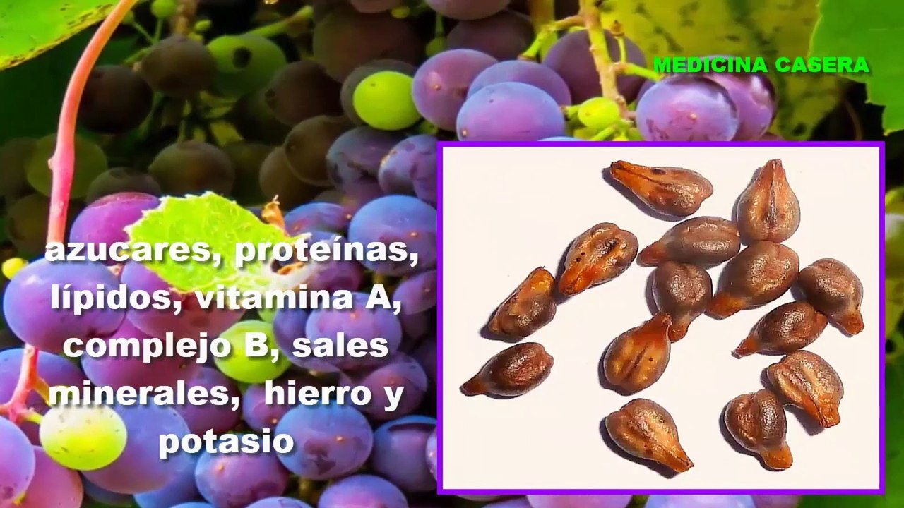 Semilla de UVA para BAJAR De PESO