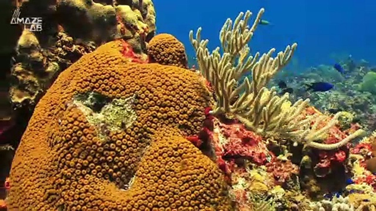 3D-Printed Coral Excels at Growing Algae, Could Help Save Coral Reefs