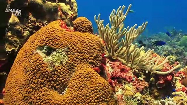3D-Printed Coral Excels at Growing Algae, Could Help Save Coral Reefs