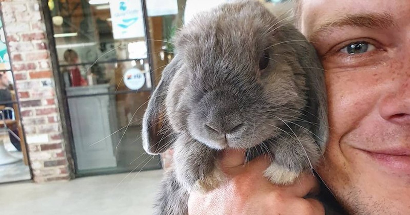 Coffe with Smudge, un mignon la belle entente entre le lapin et son maître