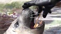 Boston aquarium trainers care for seals as city under lockdown