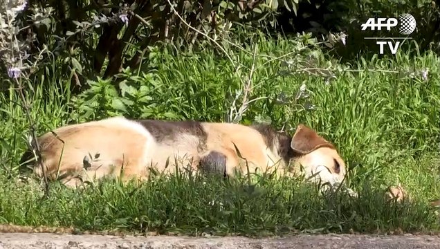 Perros y gatos callejeros, los olvidados de la pandemia
