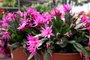 All About the Easter Cactus