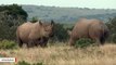 Rhinos Found To Be Using Bird Calls For Avoiding Human Poachers