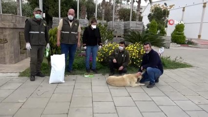 Yiyecek desteği verilen sokak köpekleri sağlık kontrolünden de geçirildi