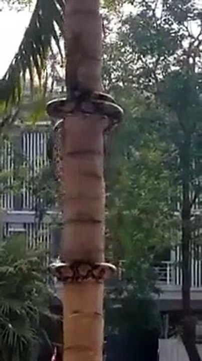 Ce serpent utilise une technique incroyable pour grimper aux arbres