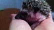 Little Hedgehog Yawns