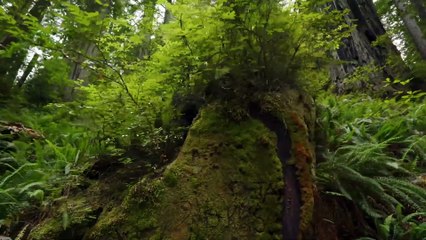 Redwood National Park The James Irvine Trail