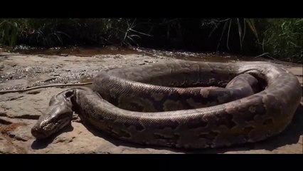 African rock python hunted pet chicken | wild animal
