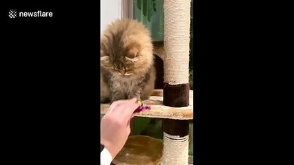 'Nope, don't like this mouse' cat in Bahrain pushes away her toy mouse