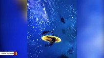 Dolphins Go Wild When Kayaker Joins Them