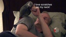 Trusting parrot loves to cuddle with his owner