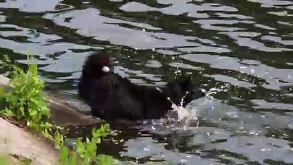 Dog Has a Blast Swimming with Ducks