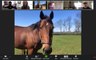 You Can Zoom With a Horse in Kentucky — Then Take a Virtual Trip to the Bluegrass State