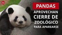 Cierre de zoológicos por covid-19 benefició a pandas