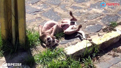 CACHORRADA NA PRAÇA DA BIBLIOTECA EM ITAMBÉ