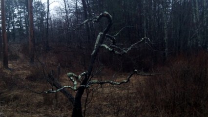 A Very Real Haunted Tree