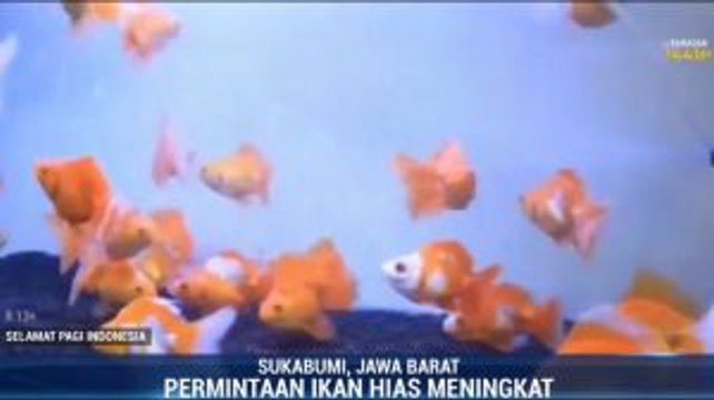 Usir Jenuh saat #dirumahaja dengan Memelihara Ikan Hias