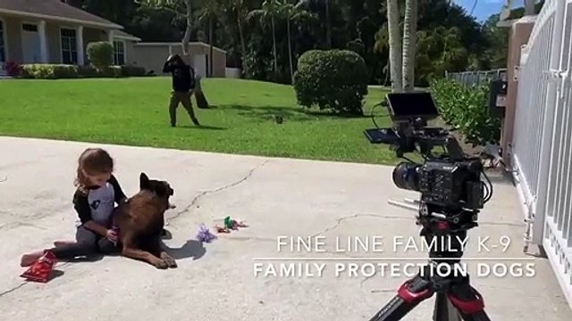 Belgian Malinois- Family Protection Dogs for Sale- Fine Line Family K-9