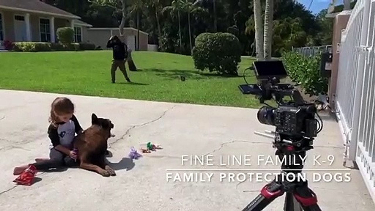 Belgian Malinois- Family Protection Dogs for Sale- Fine Line Family K-9