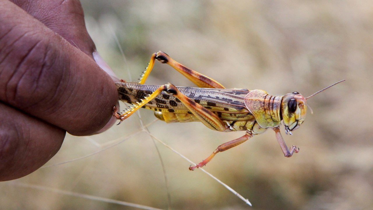 Kenya locust threat: Fears second wave will be worse for harvests