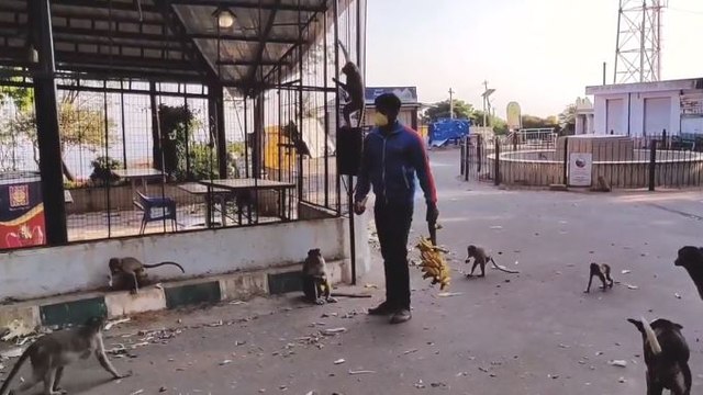 ನಂದಿ ಬೆಟ್ಟದಲ್ಲಿ ಚಂದನ್ ಏನ್ ಮಾಡ್ತಿದ್ದಾರೆ ನೋಡಿ | Chandan Feeding Monkeys | Nandhi Hills