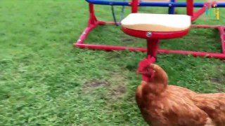 Babies and Chicken Becomes Best Friends  Funny Animal Fails Compilations