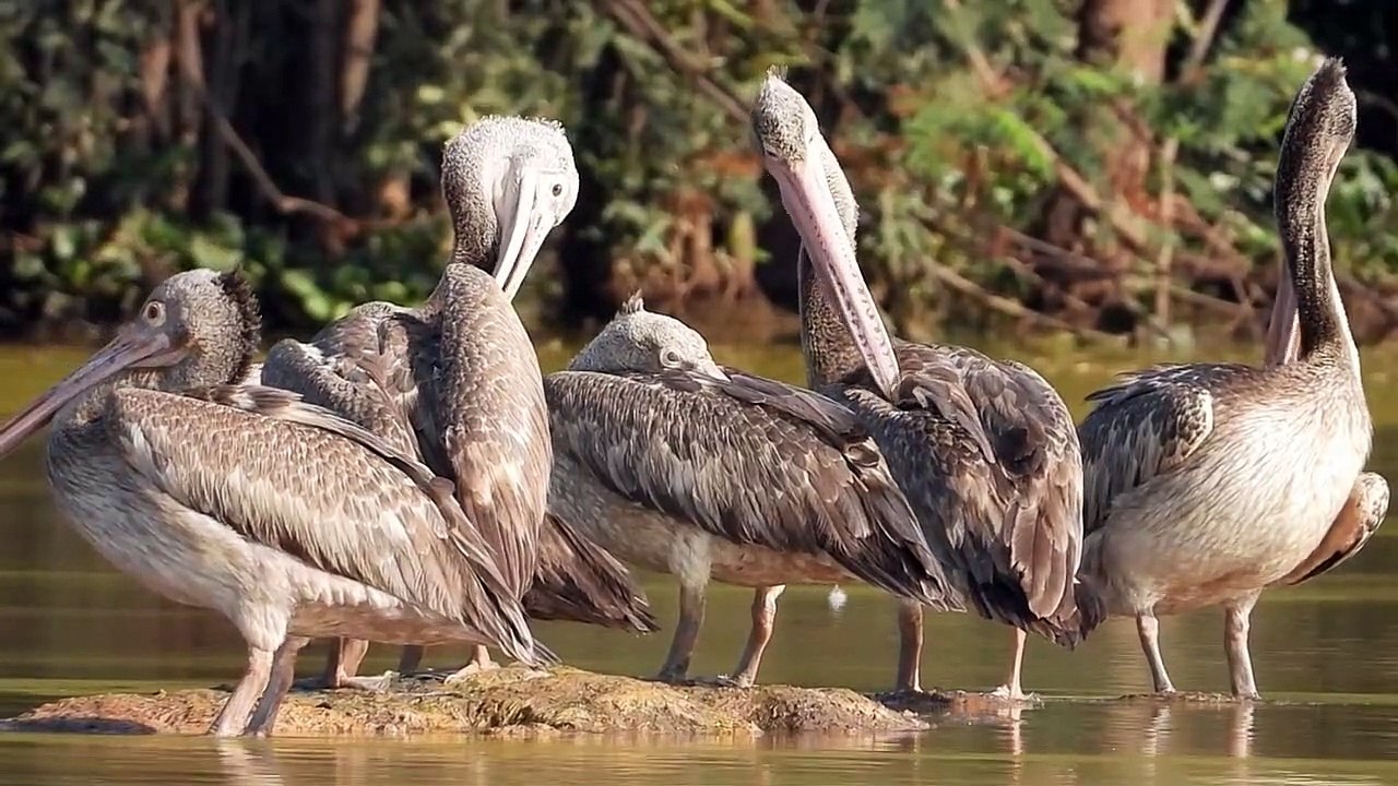 Cambodian  Tropical Birds