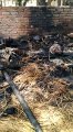 सुल्तानपुर: अज्ञात कारणों से लगी आग, मवेशी सहित घर का सामान जलकर हुआ राख