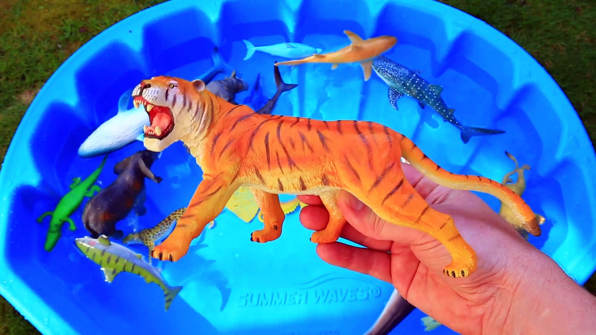 Learn Colors With Sea Wild Animals Blue Water Shark Toys For Kids - video  Dailymotion