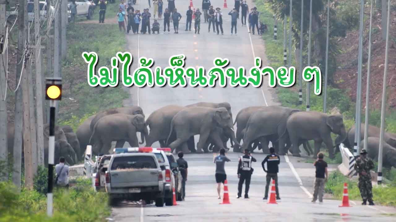สุดตื่นเต้น! ชาวบ้านถ่ายคลิป โขลงช้างป่านับ 100...