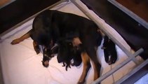 Chiots de 2 jours du CH. Ben Vom Petersberg X Niki Du Bon Limier