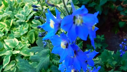 beauty of nature ,blue flower