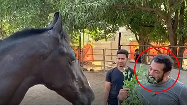 Lockdown Effect: Salman Khan Has Started Eating Grass With Horses