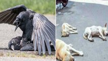 Lockdown Effect : Crows Demising Mysteriously In Tamilnadu & Andhrapradesh