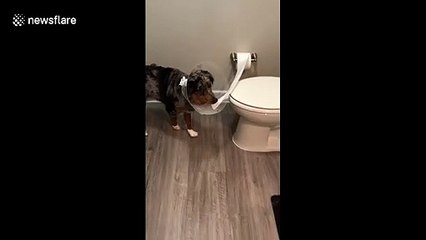 Texas dog with cone on head steals toilet paper