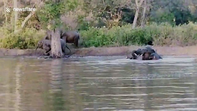 Elephants go for a swim as temperature soars in northern India
