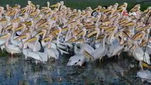 Koronavirüs nedeniyle avcılar az olunca, 'göçlerini daha rahat yapan' ak pelikanlar, böyle görüntülendi