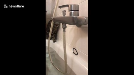 Splash surprise! Austrian cat gets fright trying to snatch hairband